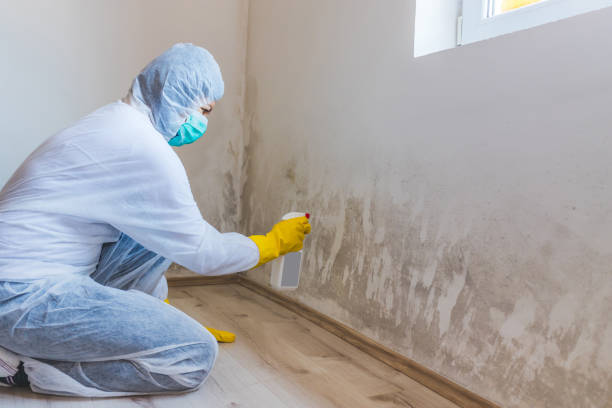 Licensed Mold Testing service in Brighton, MA - WQB Mold Removal
