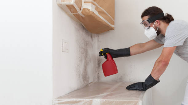 Professional Mold Testing technician working in Brighton, MA